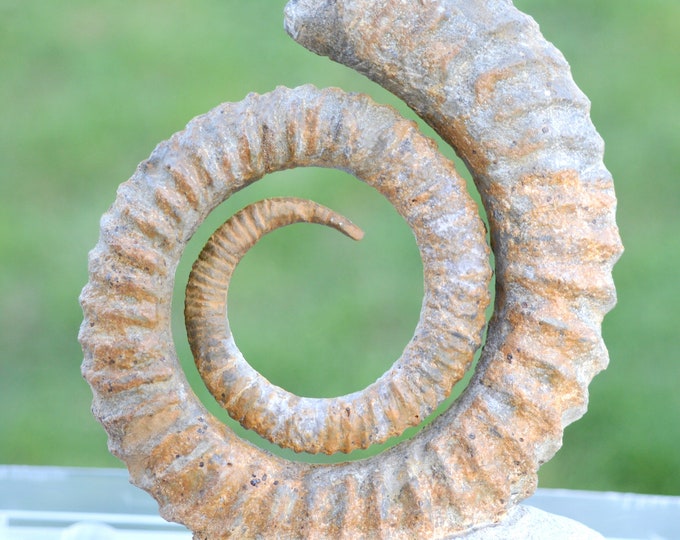 Ammonite Anetoceras sp. - Devonian - 97 mm - Morocco