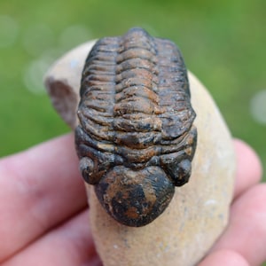 Trilobite - Reedops cephalotes hamlagdadianus - Devoniano, Eifeliano - Foum Zguid, vicino a Erfoud, Marocco