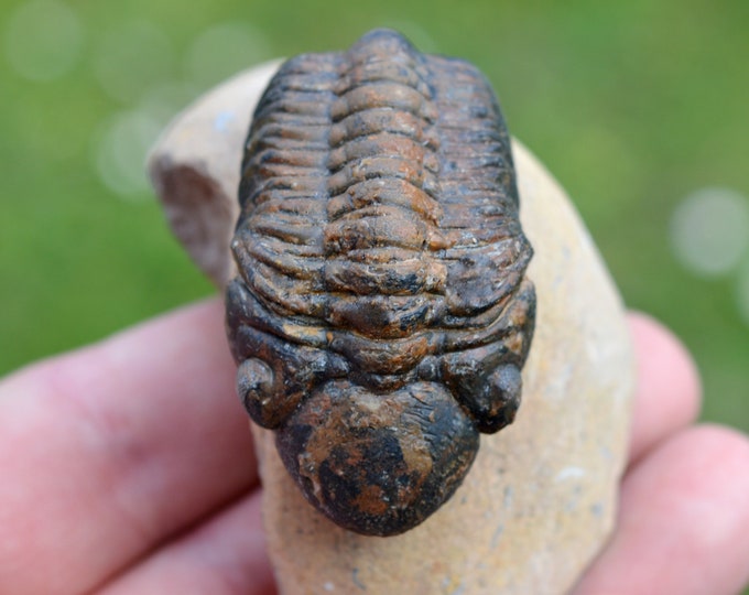 Trilobite - Reedops cephalotes hamlagdadianus - Devonian, Eifelian - Foum Zguid, near Erfoud, Morocco