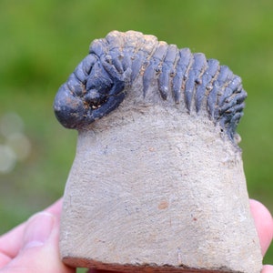 Trilobite - Crotalocephalina (Crotalocephalus) gibbus - Devoniano inferiore - Oufaten, vicino a Alnif, Marocco