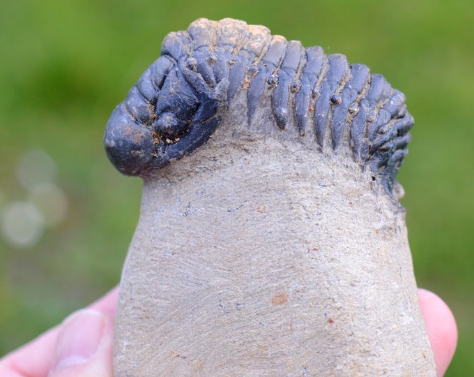 Trilobite - Crotalocephalina (Crotalocephalus) gibbus - Lower Devonian - Oufaten, near Alnif, Morocco