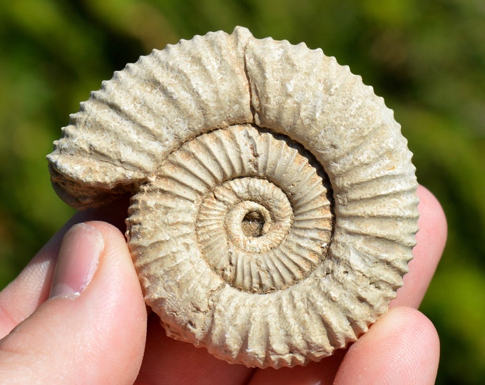 Otosphinctes Nectobrigensis - Oxfordian - 92 grams - Cherves, France