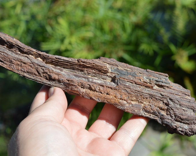 Fossil wood 342 grams - Timimoun, Timimoun District, Timimoun Province, Algeria