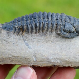 Trilobite - Crotalocephalina (Crotalocephalus) gibbus - Devoniano inferiore - Oufaten, vicino a Alnif, Marocco