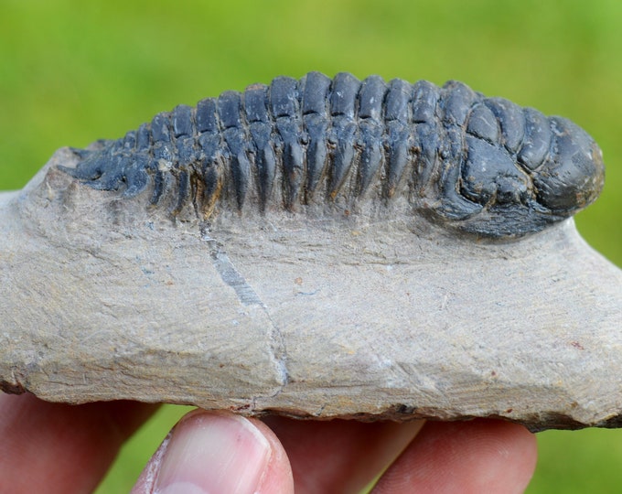 Trilobite - Crotalocephalina (Crotalocephalus) gibbus - Lower Devonian - Oufaten, near Alnif, Morocco