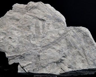 Fossil - Pecopteris Sp - Carboniferous, Stephanien - Lorraine coal basin, France