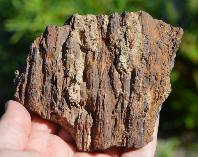 Fossil wood 360 grams - Timimoun, Timimoun District, Timimoun Province, Algeria