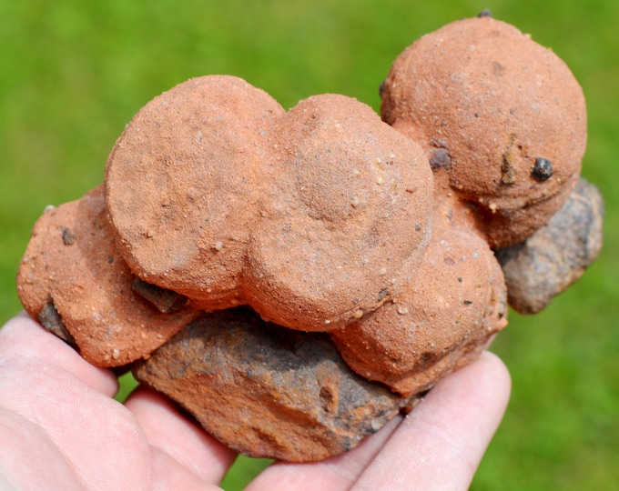 Fossil - Stromatolites - Neoarchean - 125 mm - Erfoud, Morocco