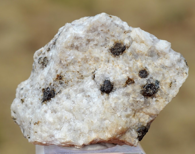 Hercynite var. Picotite 104 grams - Texenna ophiolites, Jijel Province, Algeria