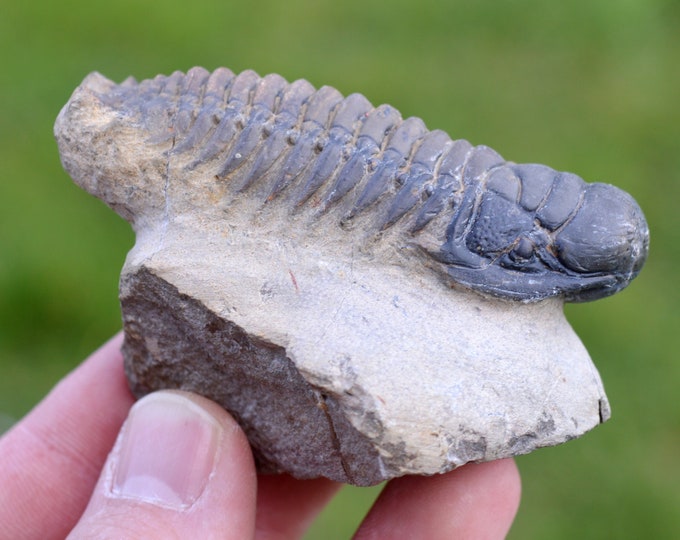 Trilobite - Crotalocephalina (Crotalocephalus) gibbus - Lower Devonian - Oufaten, near Alnif, Morocco