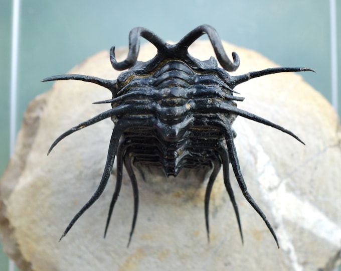 Trilobite - Dicranurus monstrosus - Devonian - 72 mm - Morocco