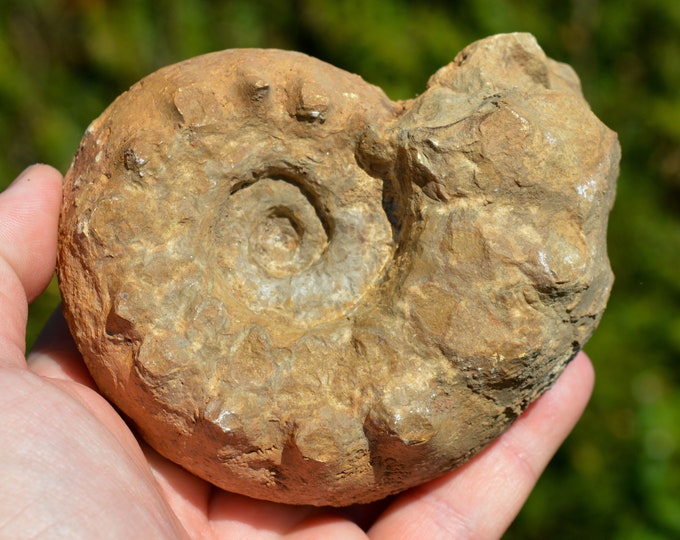 Paraspidoceras Meriani - Oxfordian - 819 grams - Craon, France