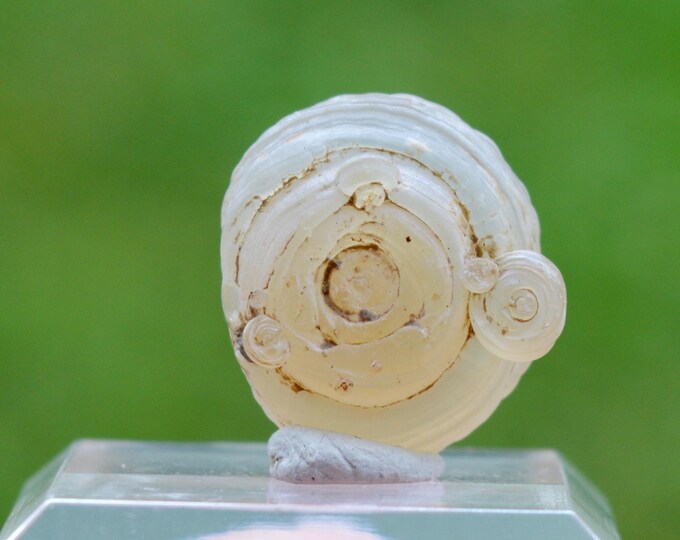 Guttular Chalcedony 3.9 grams - Aulon, Saint-Gaudens, Haute-Garonne, Occitanie, France