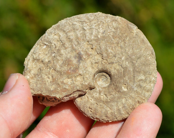 Ochetoceras Canaliculatum - Oxfordian - 62 grams - Craon, France