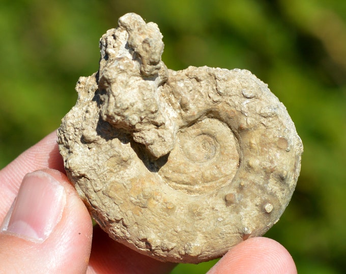 Euaspidoceras Perarmatum - Oxfordian - 55 grams - Craon, France