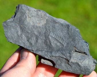 Fossil - Pecopteris Sp - Carboniferous, Stephanien - Allier, France