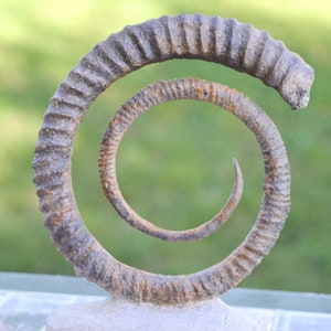Ammonite Anetoceras sp. - Devoniano - 130 mm - Marocco