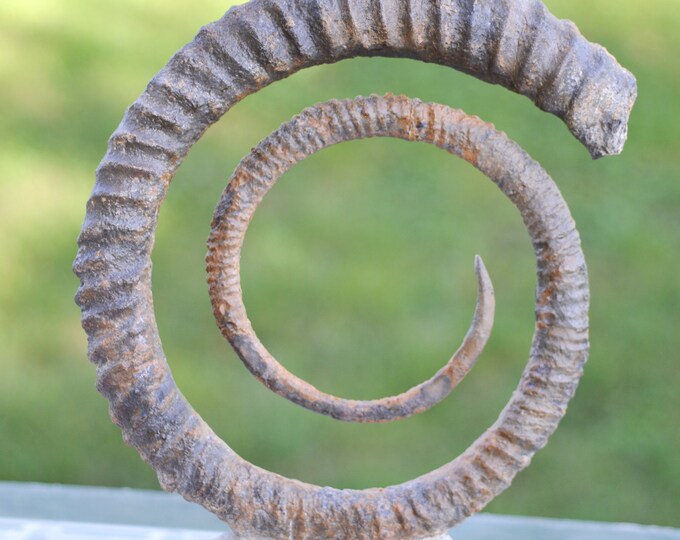 Ammonite Anetoceras sp. - Devonian - 130 mm - Morocco