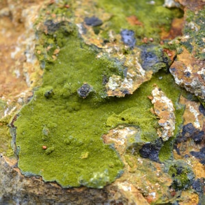 Pyromorphite 385 grams - Le Cantonnier vein, Nontron, Dordogne, France