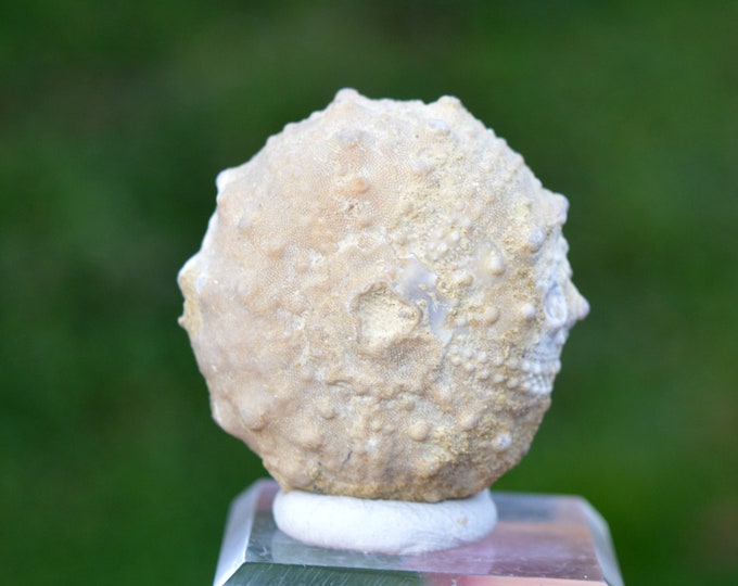 Fossil - Echinoid Goniopygus emmae sp.nov - 64 grams - Taghit Formation, Mérija (Missour) Moulouya, Morocco