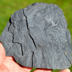May include: A dark gray fossilized rock with a textured surface and visible lines. The rock is cracked and broken in several places.