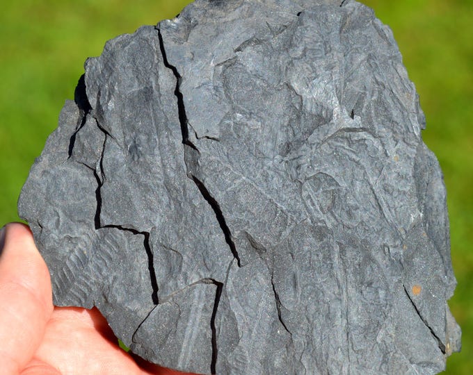 Fossil - Pecopteris Sp - Carboniferous, Stephanien - Allier, France