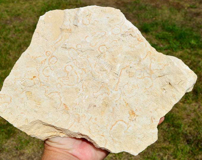 Fossil plate to identify - Miocene - Montaigu-le-Blin, Vichy, Allier, Auvergne-Rhône-Alpes, France