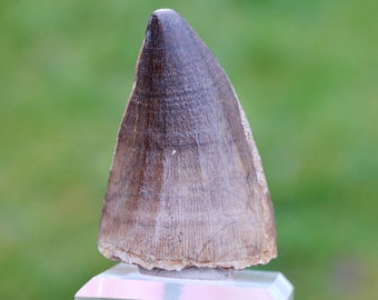 Tooth fossil - Mosasaurus - Upper Cretaceous - 52 mm - Khouribga Basin, Morocco