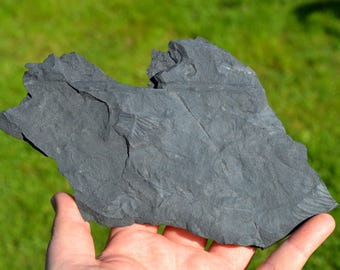 Fossil - Pecopteris Sp - Carboniferous, Stephanien - Allier, France