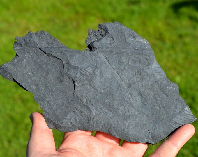 Fossil - Pecopteris Sp - Carboniferous, Stephanien - Allier, France