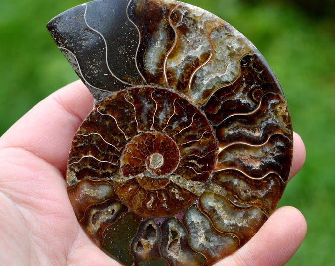 Ammonite - Aioloceras Besairie - Albian - 109 grams - Mahajanga, Madagascar
