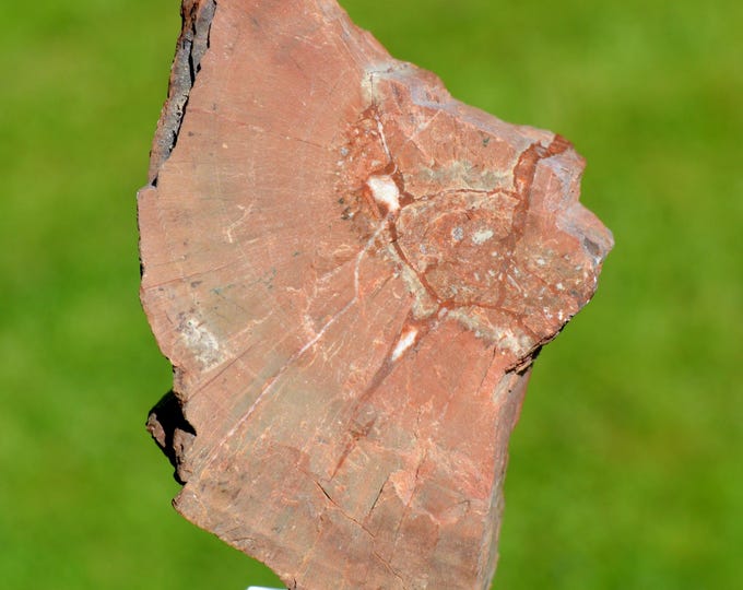Fossil wood 205 grams - Tibesti Region, Chad