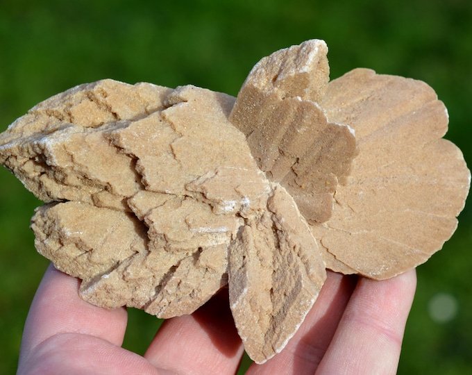 Gypsum incl. Sand 288 grams - M'naguer, Taïbet District, Touggourt Province, Algeria