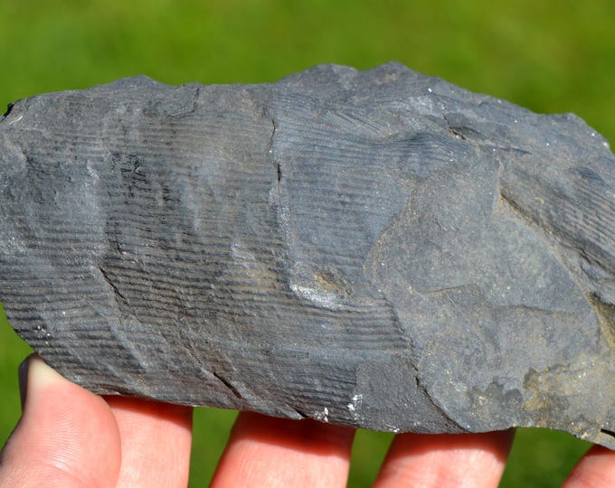 Fossil - Pecopteris Sp & Annularia on schist - Carboniferous, Stephanien - Allier, France