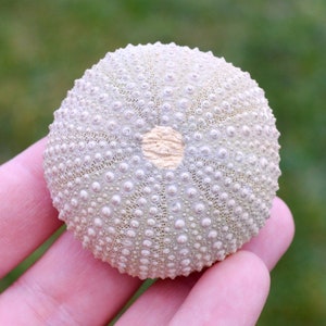 Riccio di mare - Paracentrotus lividus - Moderno - 53 mm - 40 grammi - Marocco