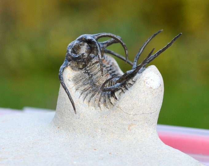 Trilobite - Ceratarges aries - Middle Devonian - 36 mm - Djebel Zireg, Errachidia Province, Morocco