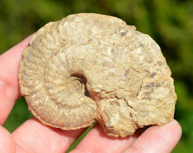 Ochetoceras Canaliculatum - Oxfordian - 98 grams - Craon, France