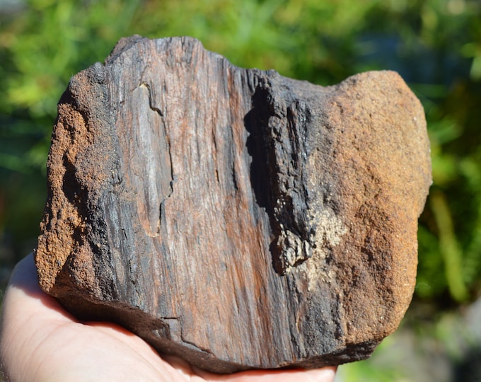 Fossil wood 980 grams - Timimoun, Timimoun District, Timimoun Province, Algeria