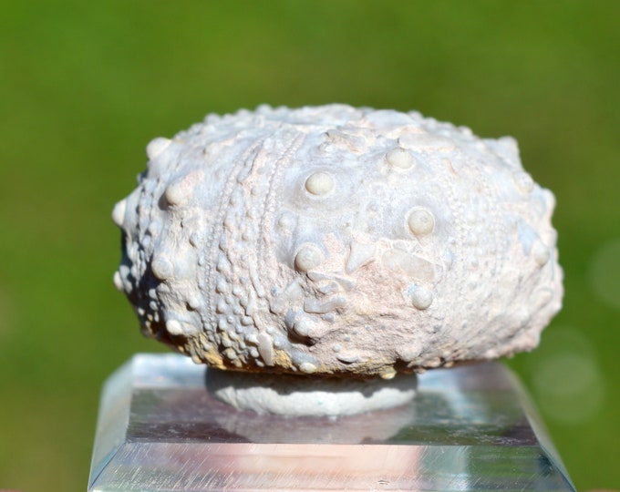 Fossil - Echinoid Goniopygus emmae sp.nov - 48 grams - Taghit Formation, Mérija (Missour) Moulouya, Morocco