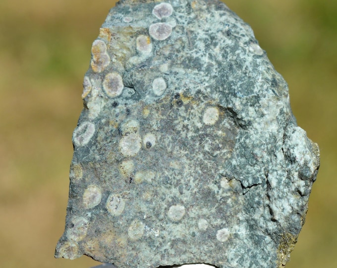 Variolite 82 grams - Chenaillet ophiolite massif, Hautes Alpes, France