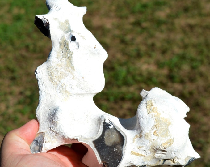 Flint 950 grams - Dyke Park, Stamford, Fairfield County, Connecticut, USA