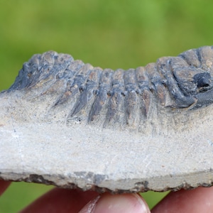 Trilobite - Crotalocephalina (Crotalocephalus) gibbus - Devoniano inferiore - Oufaten, vicino a Alnif, Marocco