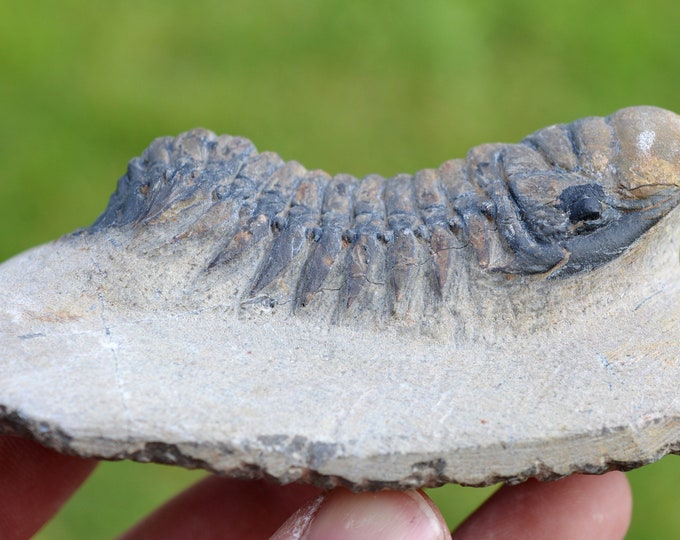 Trilobite - Crotalocephalina (Crotalocephalus) gibbus - Lower Devonian - Oufaten, near Alnif, Morocco