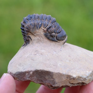 Trilobite - Crotalocephalina (Crotalocephalus) gibbus - Devoniano inferiore - Oufaten, vicino a Alnif, Marocco