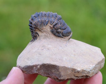 Trilobite - Crotalocephalina (Crotalocephalus) gibbus - Lower Devonian - Oufaten, near Alnif, Morocco