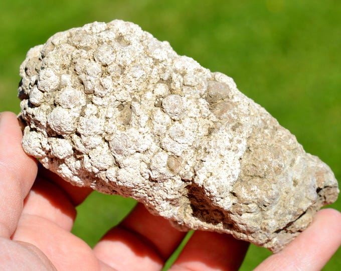 Stromatolites 411 grams - Chadrat, Saint-Saturnin, Clermont-Ferrand, Puy-de-Dôme, Auvergne-Rhône-Alpes, France