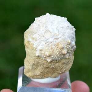 Fossile - Echinoide Goniopygus emmae sp.nov - 72 grammi - Formazione Taghit, Mérija (Missour) Moulouya, Marocco