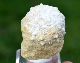 Fossil - Echinoid Goniopygus emmae sp.nov - 72 grams - Taghit Formation, Mérija (Missour) Moulouya, Morocco