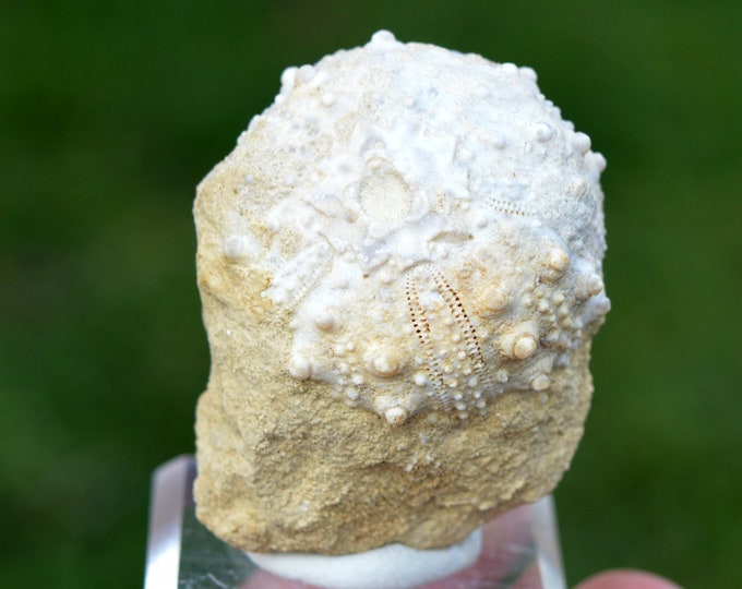 Fossil - Echinoid Goniopygus emmae sp.nov - 72 grams - Taghit Formation, Mérija (Missour) Moulouya, Morocco