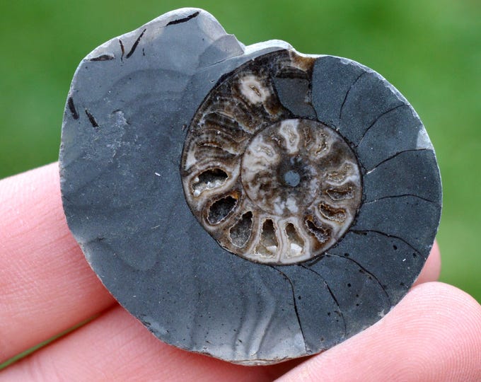 Septaria & Ammonite 26 grams - Beauvoisin septaria occurrence, Beauvoisin, Nyons, Drôme, Auvergne-Rhône-Alpes, France
